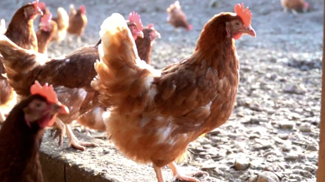 Eier_Lehnertz_Rewe-Pojanow